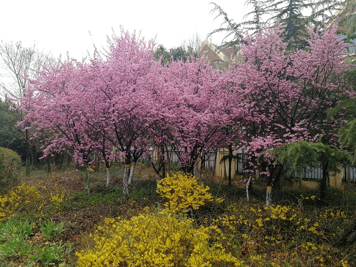 Такая картина во дворах, возле дорог и парках.