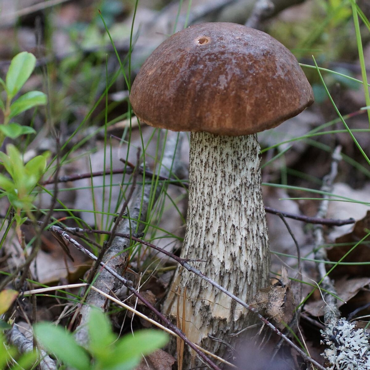 Leccinum scabrum (Подберезовик обыкновенный)