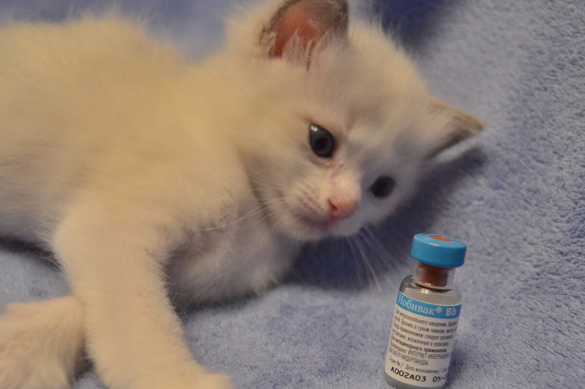 Вакцина для кошек спб. Вакцина от бордетеллеза кошек. Бордетеллез у кошек симптомы. Бордетеллез у кошек фото.