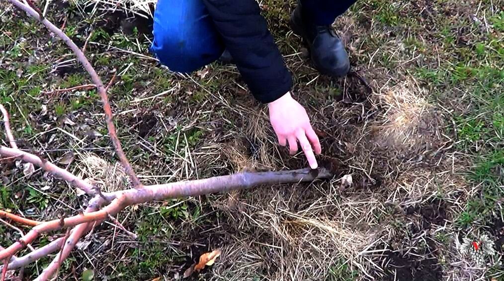 Окулировка саженца абрикоса. Подвой полукарлик 5418. Окулировка саженцев яблони. Прививка яблони подвой привой. Низкорослые клоновые подвои яблонь.