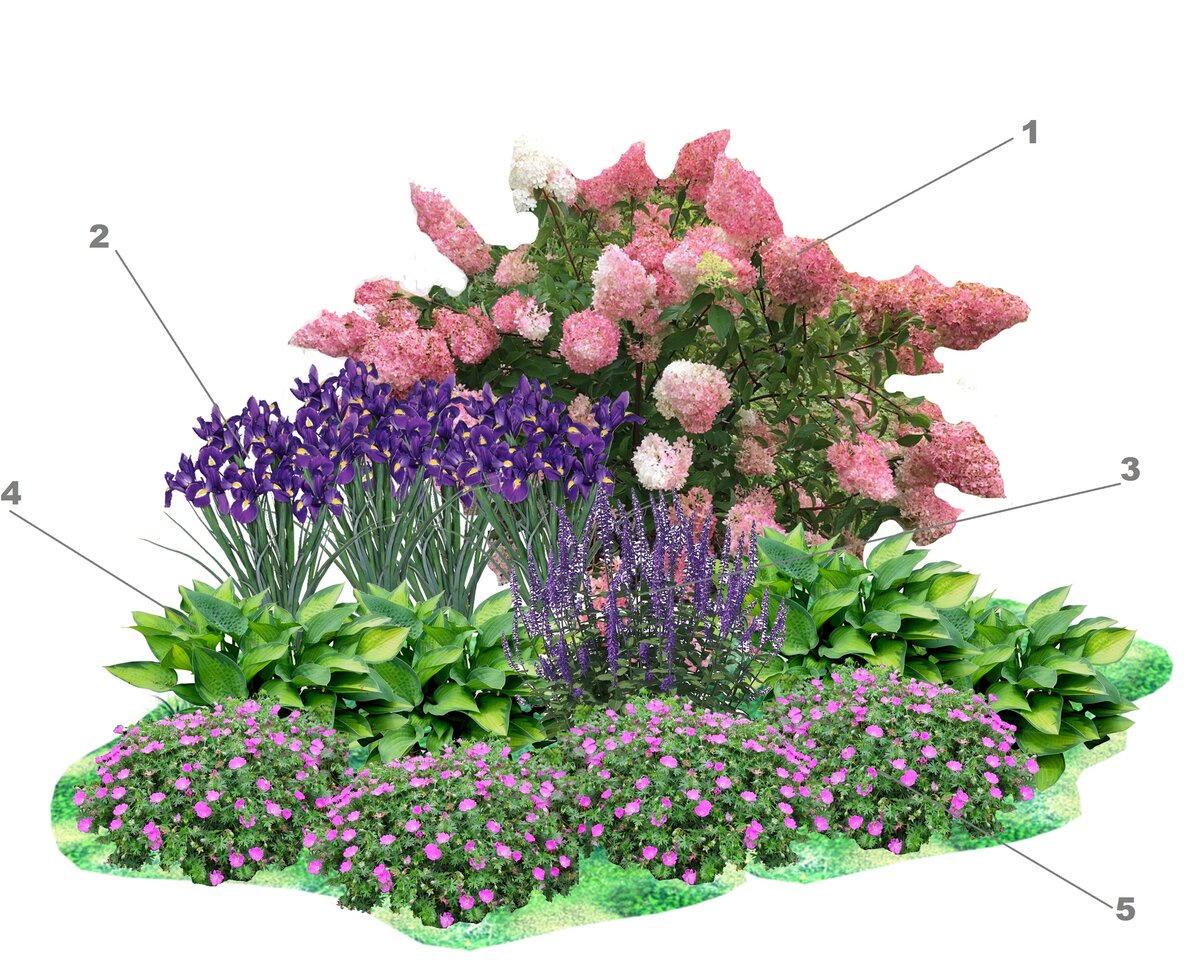 Клумбы непрерывного цветения – схемы с описанием цветов
