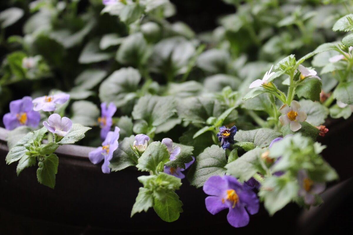 Рассада бакопы, уже у меня на балконе. Адаптировалась