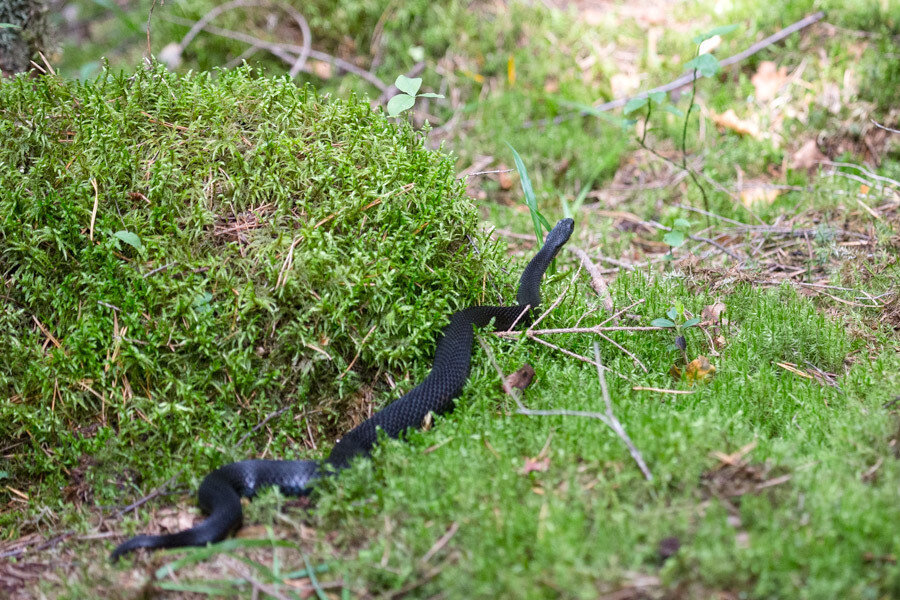 Источник: https://sapiens4media.livejournal.com/719490.html