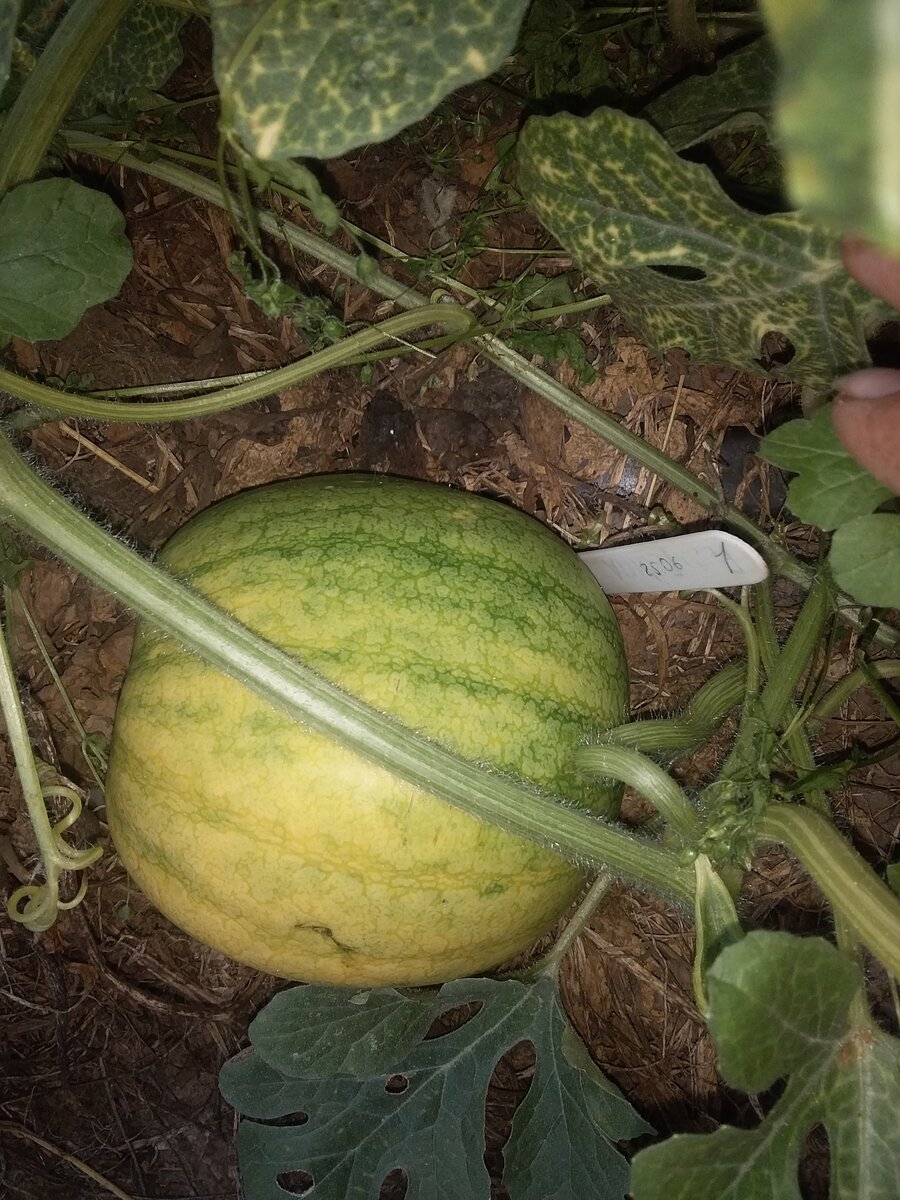 Подарок солнца, листья с характерным рисунком