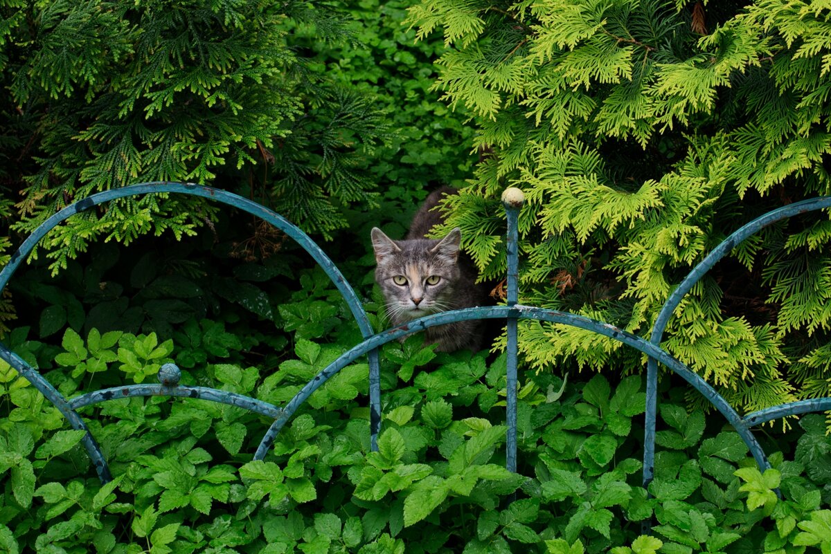 Тигр в засаде на туристов