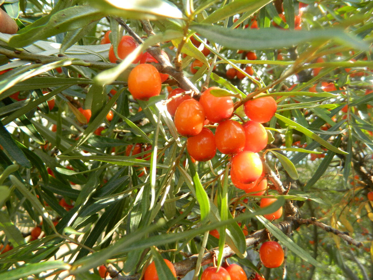 Облепиха созрела!