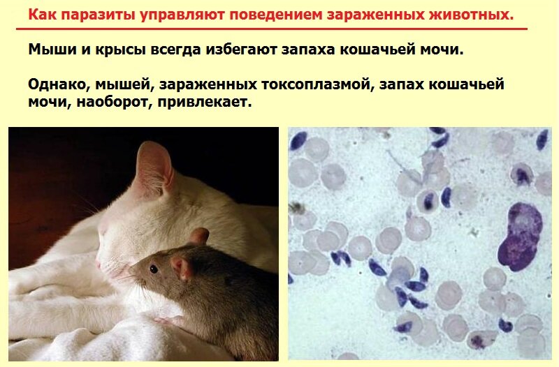 мышь и крыса. мыши поведение. мыши поведение. крыса с крысятами. мелкие домашние грызуны в аквариуме.
