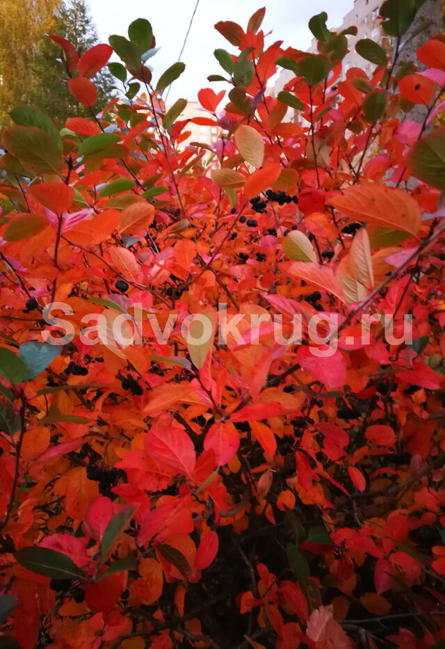 Черноплодная рябина осенью