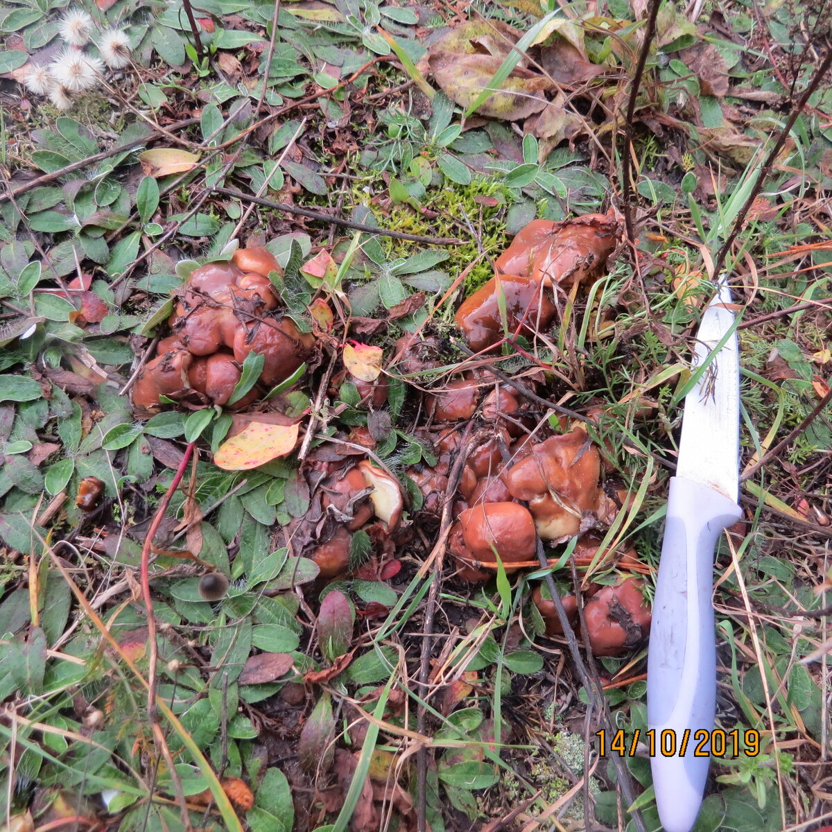 Лезут просто гроздьями.Но червивы в зародыше.