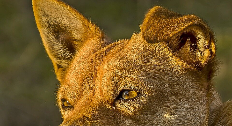 Фото: pixabay.com