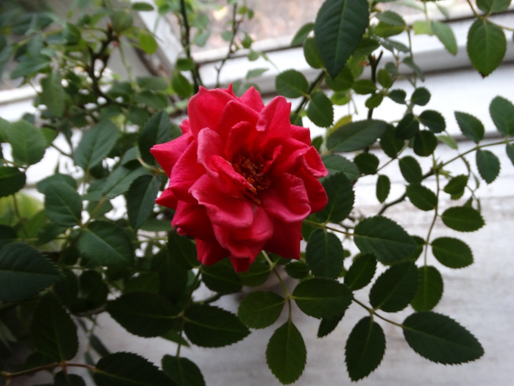 Горшечные розы