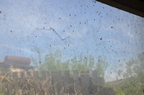 Как отпугнуть от себя мошек и комаров: 5 эффективных копеечных народных средств