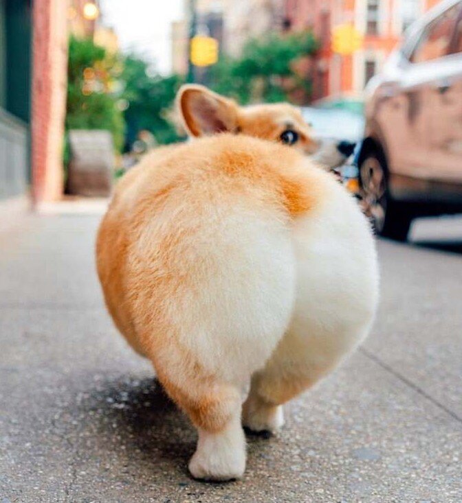 Изображение взято с pikabu.ru