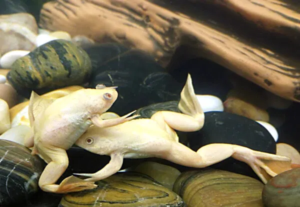 Шпорцевая лягушка