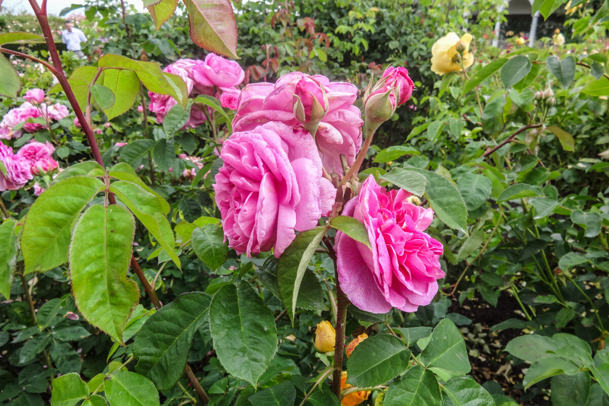 На своей ферме в Олбрайтоне Дэвид Остин создал демонстрационный сад с очень хорошей планировкой, где выращиваются розы разных сортов вместе с его собственными.-2