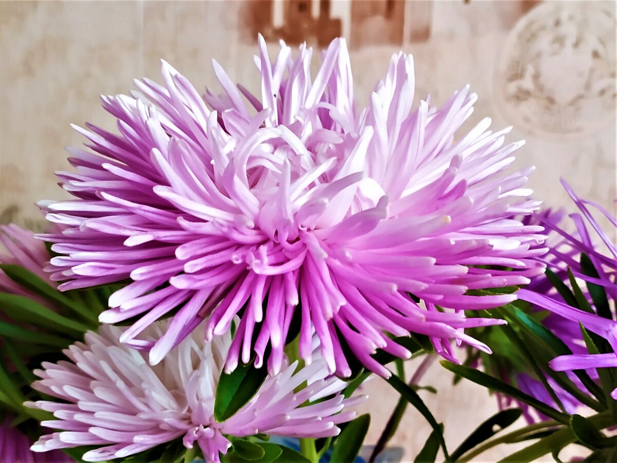 Цветок с лепестками лучиками похож на звезду