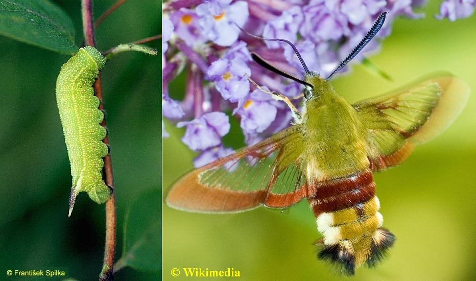 02 - Гусеница жимолостной шмелевидки, грызущая листья жимолости, и бабочка, питающаяся нектаром сирени 