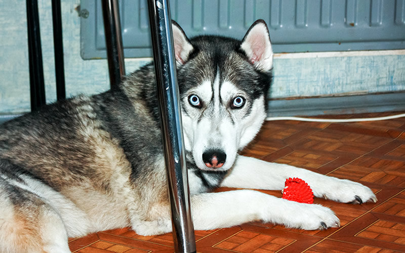 Такое поведение собаки в первую очередь нужно рассматривать в контексте нарушения установленных правил взаимодействия между представителями одного вида. Фото @kinologsmirnov.ru