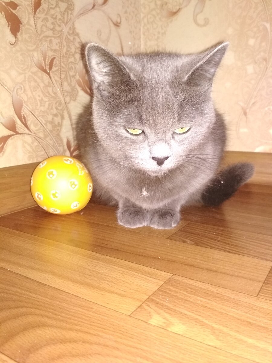 кошка Снежинка
