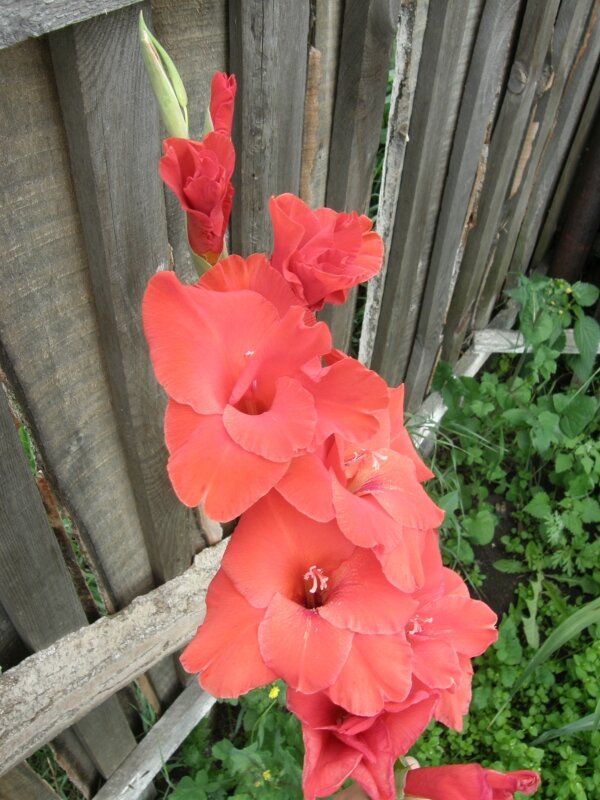 Один из купленных нами голландских сортов гладиолуса 