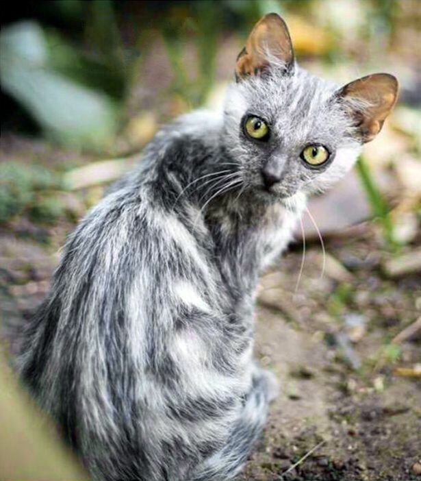 Ликой это. Коты Ликои. Кот оборотень Ликой. Порода кошек Ликой. Ликой (Lykoi) кошка оборотень