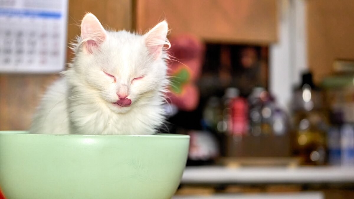 из недавнего пополнения наших рекрутов прошу любить и  жаловать его мохнатое величество Князь они же Граф Обжиракула! как истинный монарх он считает что все его уже изначально, и что теперь он будет царствовать а мы его ублажать и ласкать)) реально ребят как кота назовешь как его и понесет))) так что держитесь подальше от исторических сериалов))) намек все поняли??))) 