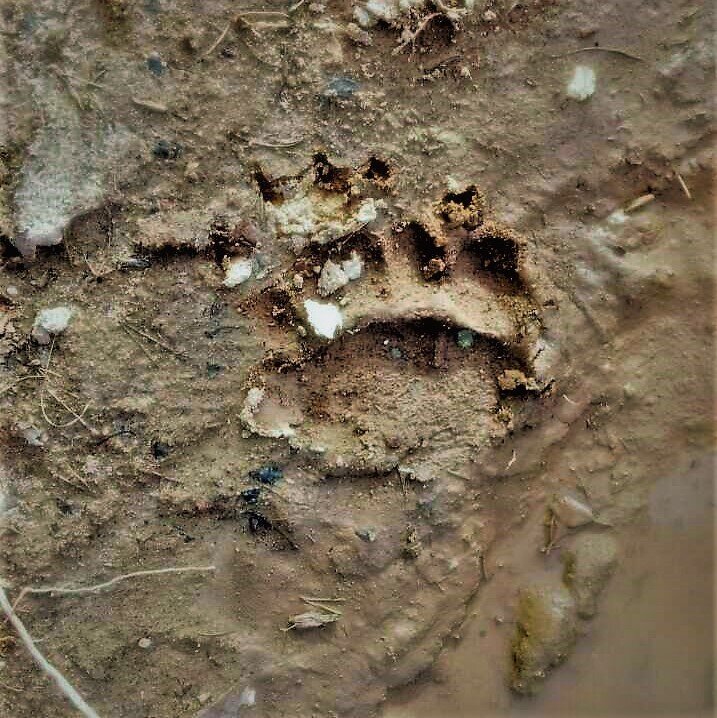 След Хозяина тайги