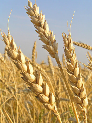Пшеничные колосья