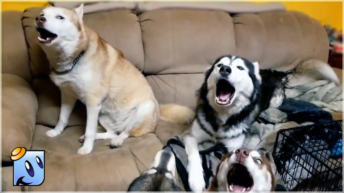 Берегись Тимати и Бузова!