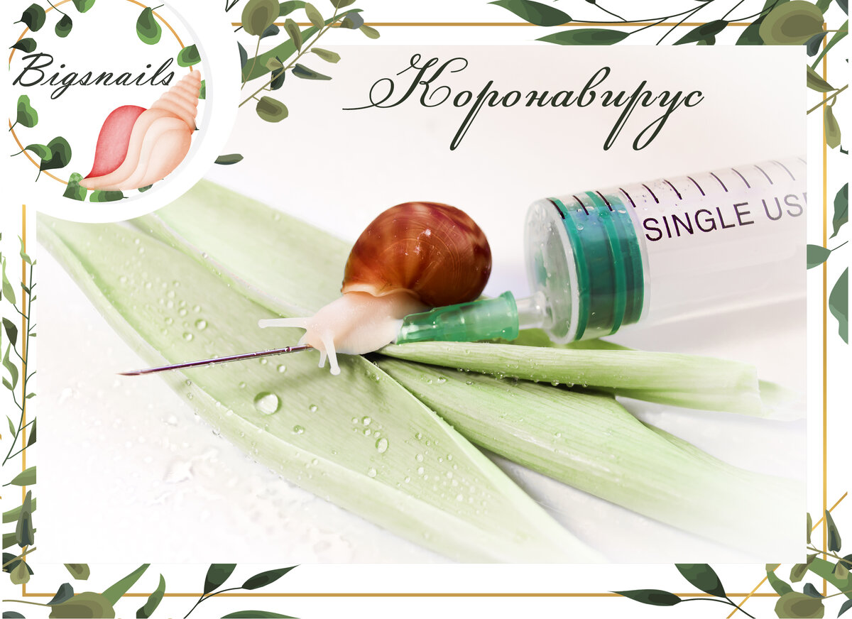 коронавирус и улитки