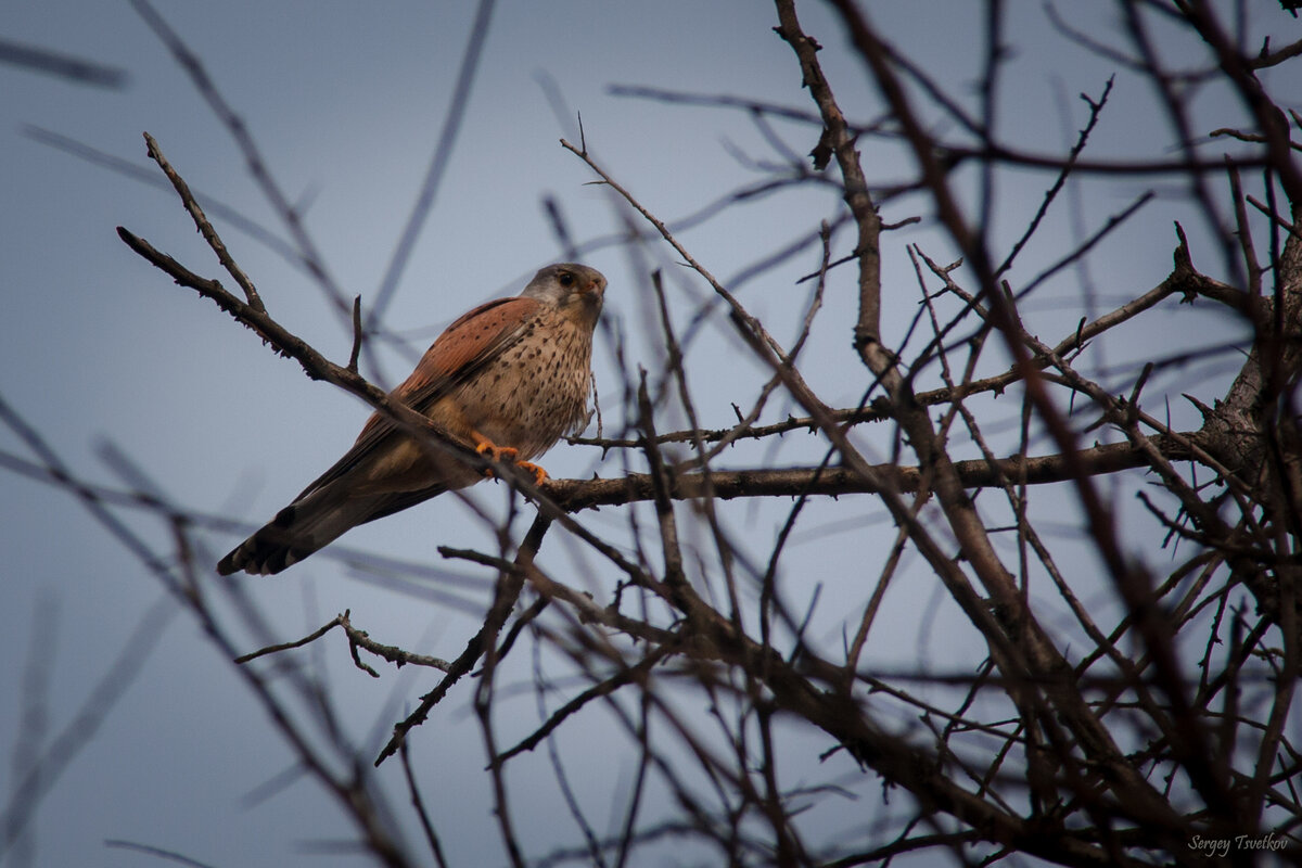 Обыкновенная пустельга.
