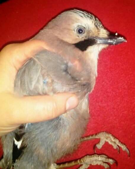 Сойка Гарик