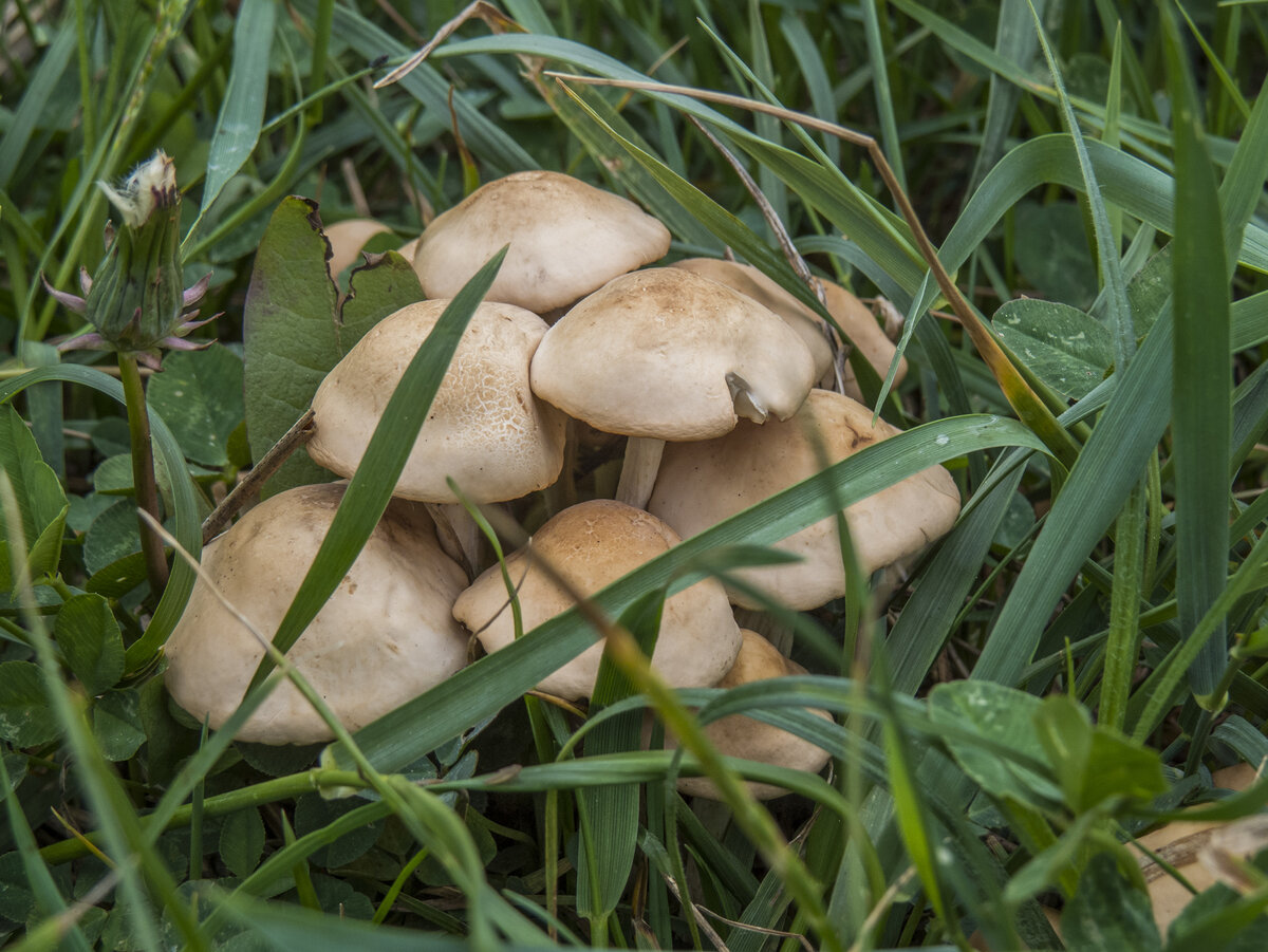 Луговые опята. Опенок Луговой Marasmius Oreades. Луговой опенок Грибоведы. Луговые опята говорушки. Опята луговые ложные.