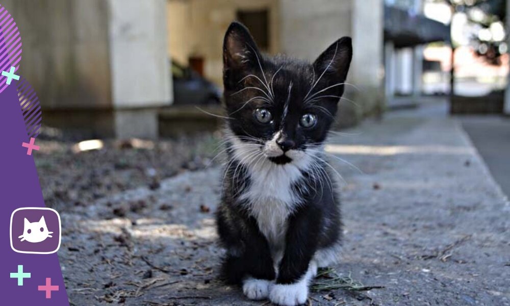 Что делать с уличным котёнком: пройдите тест
