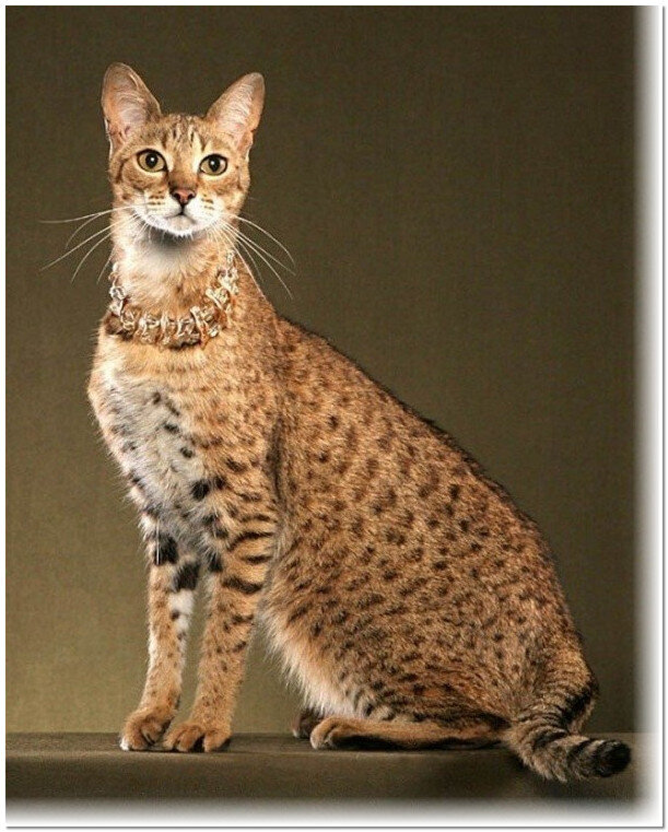 Ашера - это самая дорогая кошка в мире, стоимостью 20 000$ долларов |  Домашние питомцы | Дзен