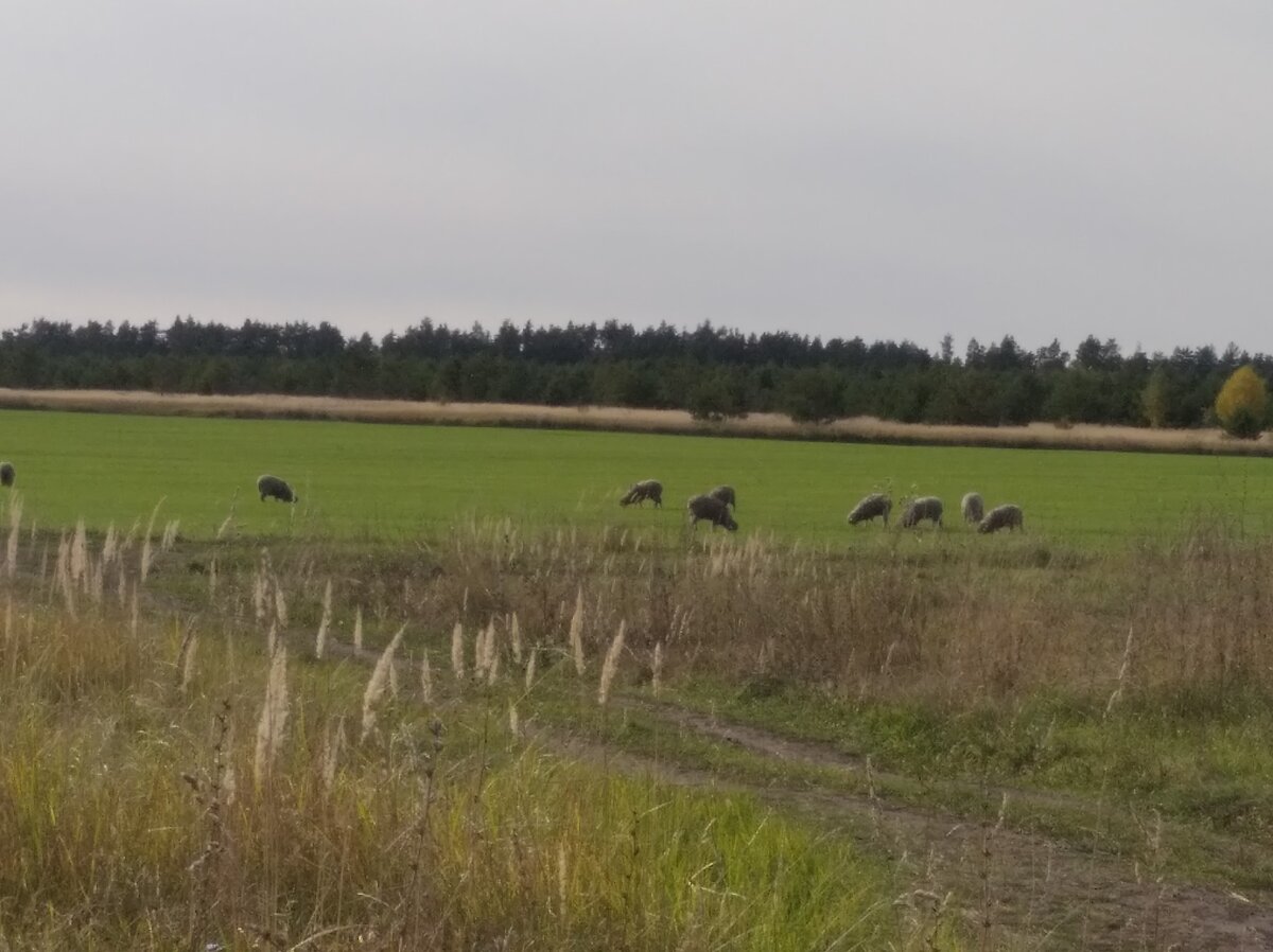 Овцы едят озимые, пока бабки тырят яблочки