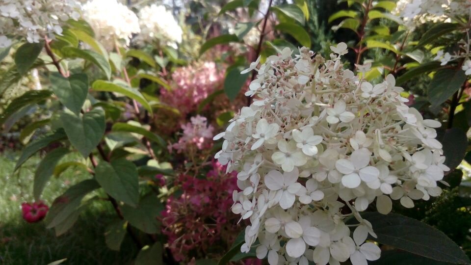 Метельчатая гортензия. Фото автора 