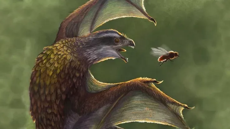 Рисунок динозавра-теропод И Ци, у которого были крылья, похожие на крылья летучей мыши. (Изображение: © Эмили Уиллоуби / CC BY-SA 4.0 )