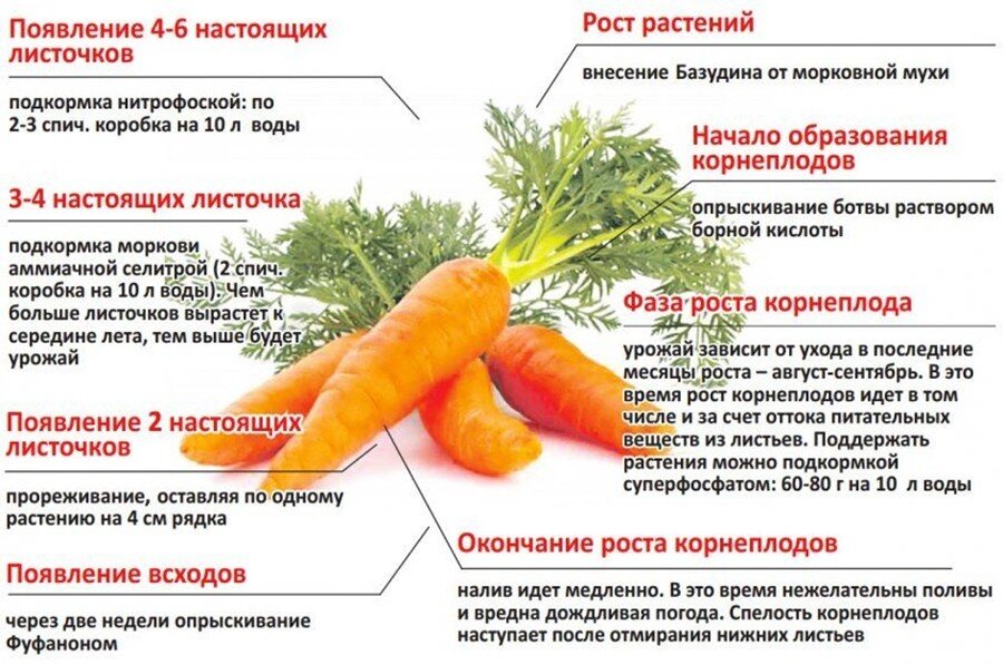 Когда сажать морковь???