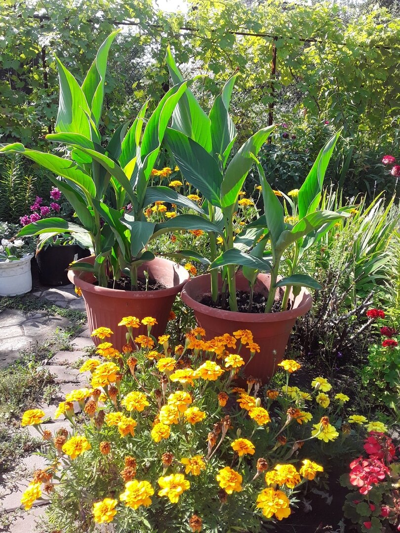 Начало августа. Канны, подсвеченные утренним солнцем - на пике декоративности