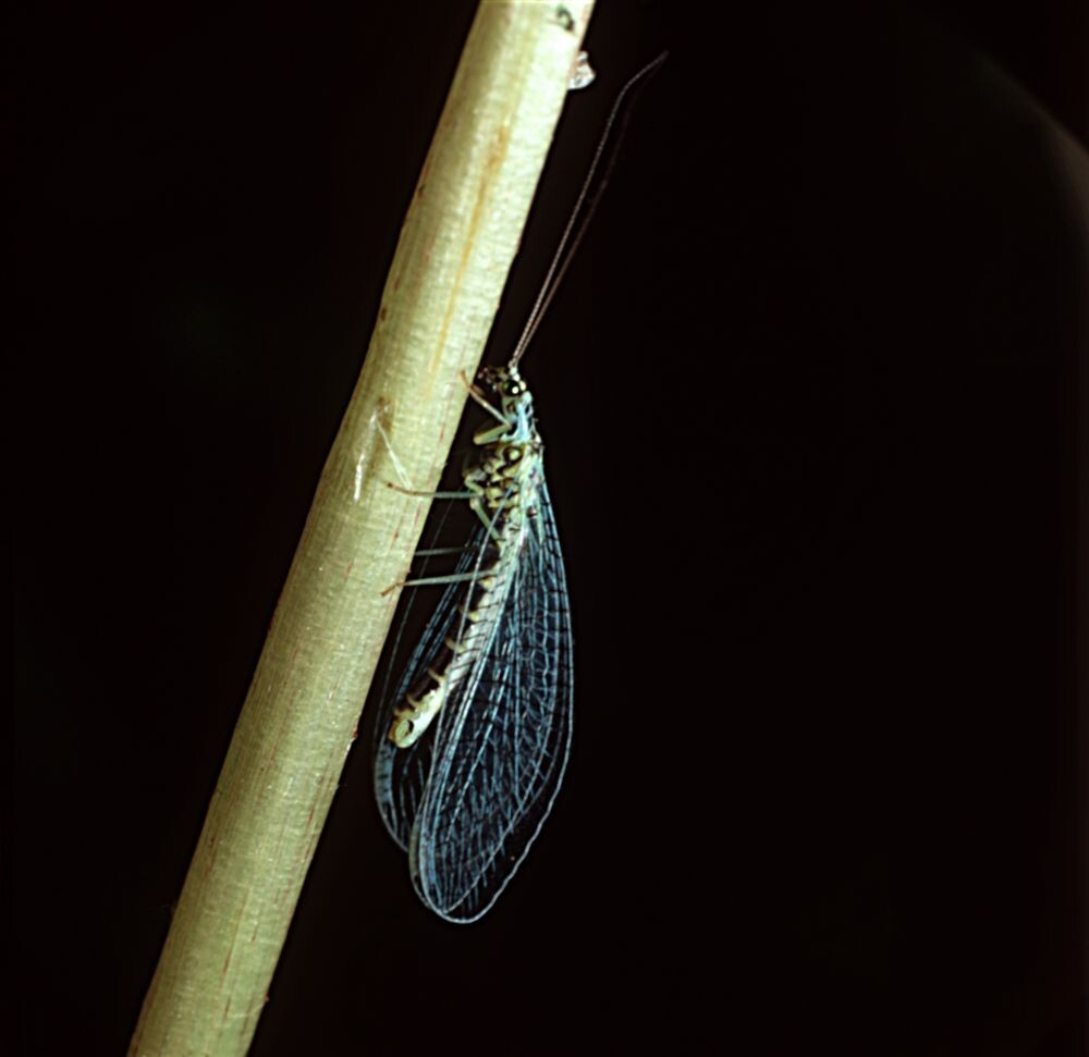 Отеки после укуса мошки не спутать с опуханием после укуса комара