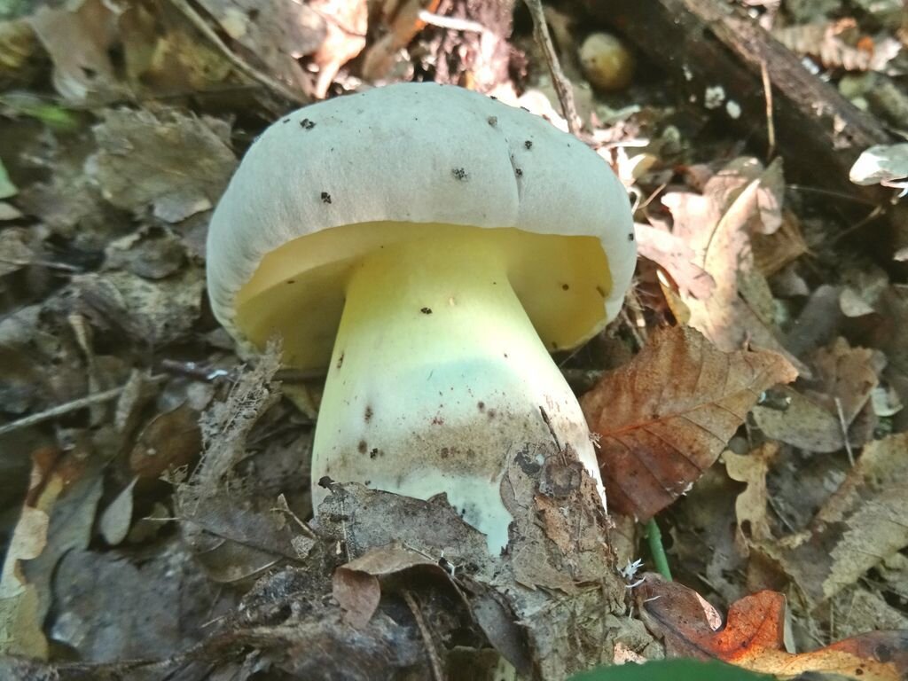 Каков красавец! А не укусишь (фото пользователя Марго)