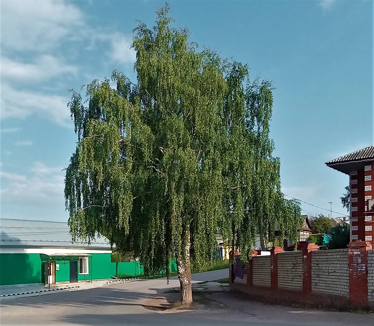 Старая береза на углу. Фото автора канала.