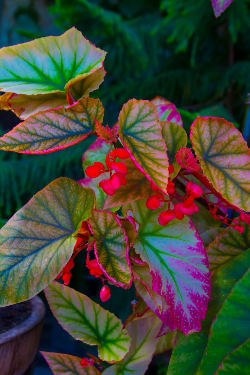 экзотические комнатные растения в Зимнем саду