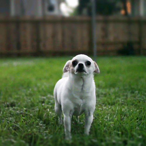 погладь меня!