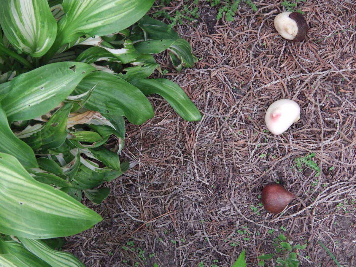 Посадка тюльпанов на третьей линии. Фото автора