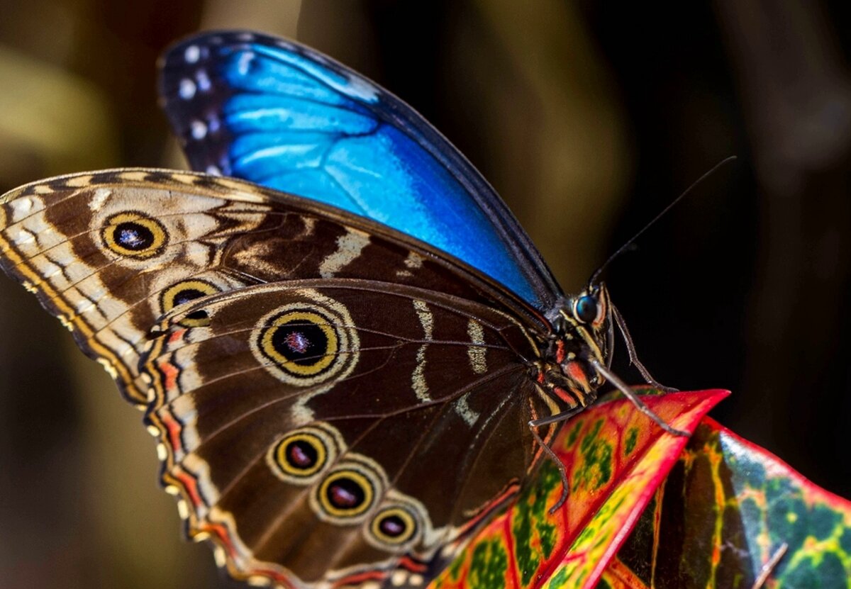 Сложив крылья, бабочка морфо становится похожей на сухой листик.