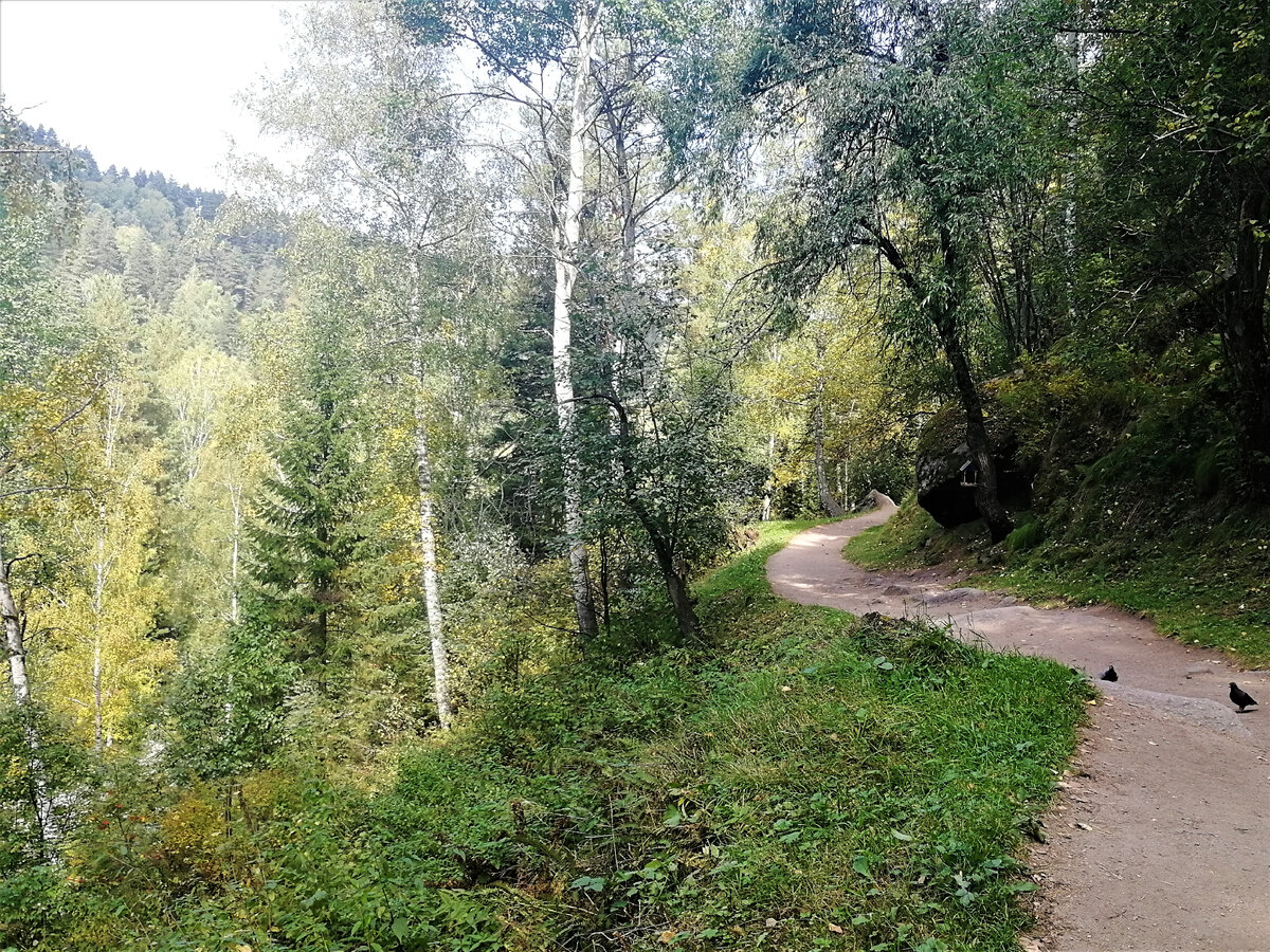 курортный терренкур белокуриха. белокуриха тропа. белокуриха тропы терренкура. белокуриха лес. белокуриха тропа.