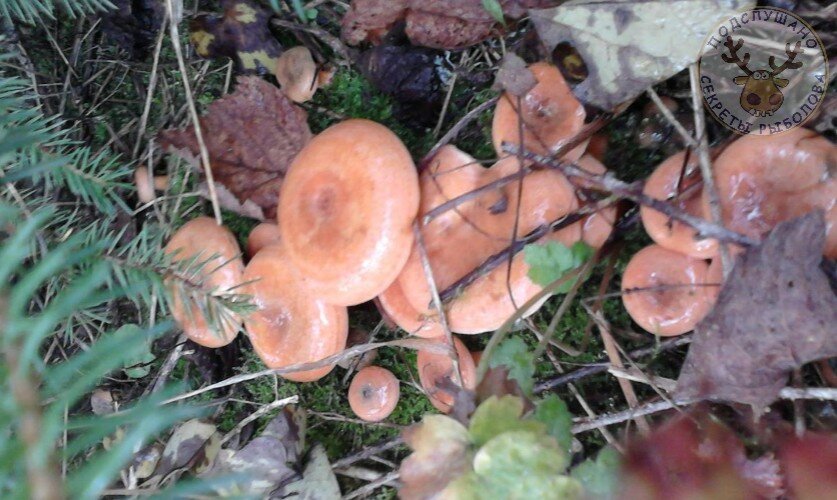 Рыжики грибы ложные