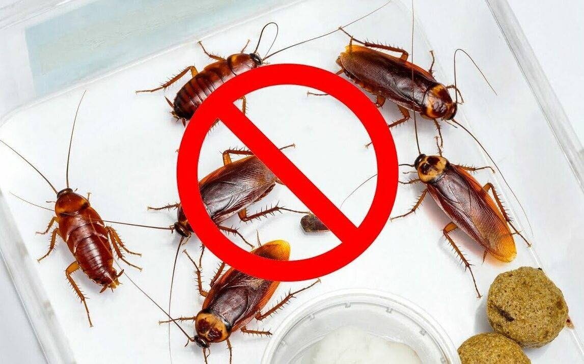 Как избавиться от тараканов: борная кислота и еще 9 средств